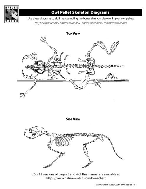 Owl Pellet Bone Chart Free Printable