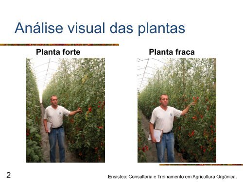 nutricao_em__substrato_em_cultivo_protegido