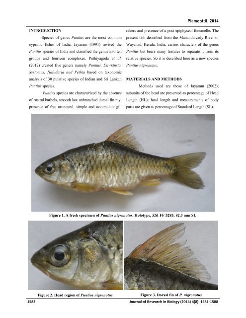 Puntius nigronotus, a new fish species (cypriniformes; cyprinidae) from Kerala, India