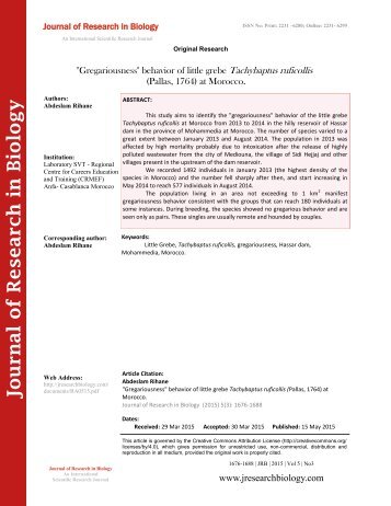 'Gregariousness' behavior of little grebe Tachybaptus ruficollis (Pallas, 1764) at Morocco