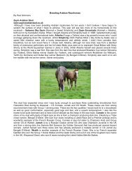Breeding Arabian Racehorses - ARO Racing