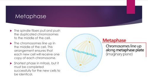 Mitosis Final