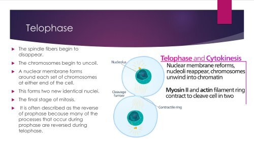 Mitosis Final