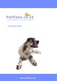 Dog Breeds: The English Setter