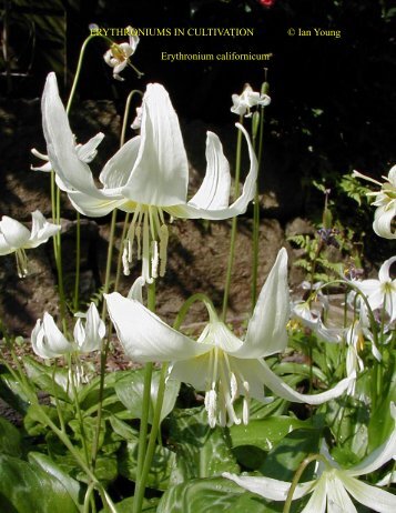 ERYTHRONIUMS IN CULTIVATION Erythronium californicum © Ian Young