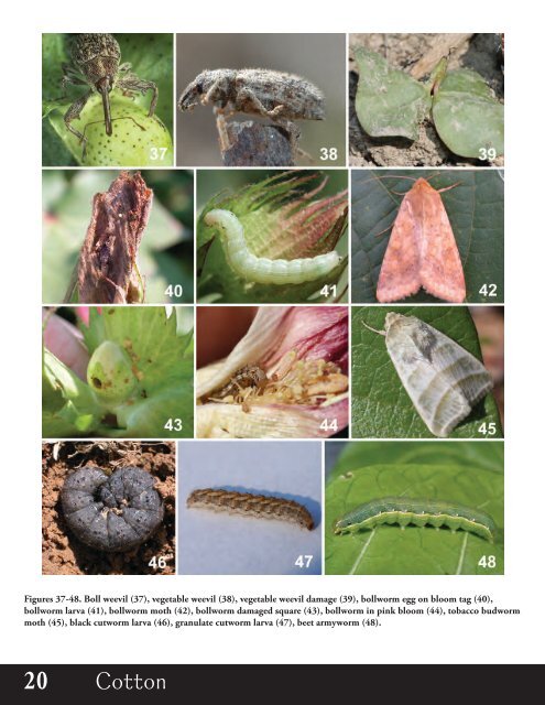 Agronomic Crops