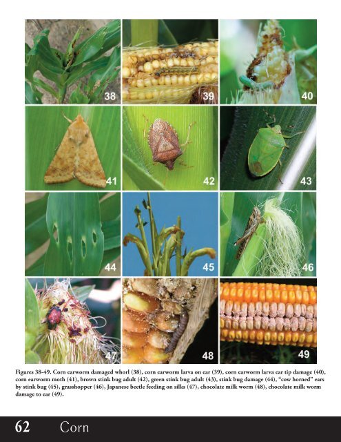 Agronomic Crops