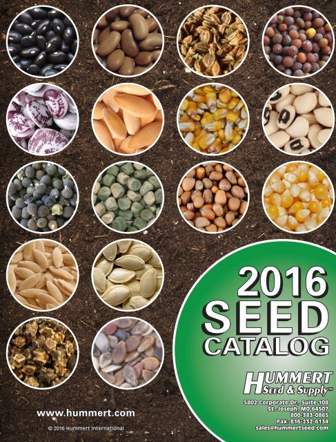 Scarlet Star - Sakata Wholesale Vegetable Seed