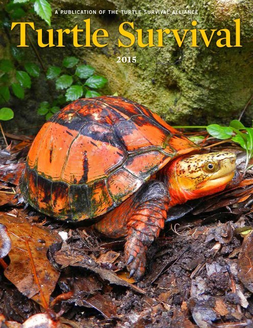 Hi! I recently inherited this beautiful turtle shell. My
