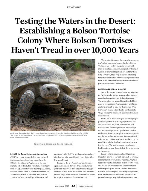 Turtle Survival