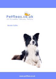 Dog Breeds: The Border Collie