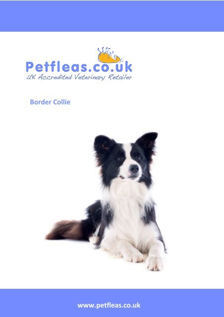 Dog Breeds: The Border Collie