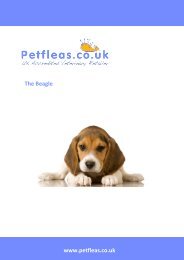 Dog Breeds: The Beagle