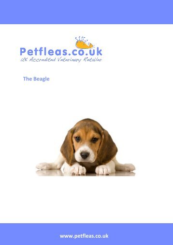 Dog Breeds: The Beagle