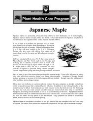 Japanese Maple - Online Gardener