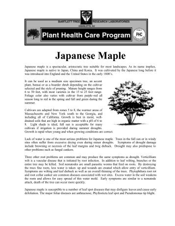 Japanese Maple - Online Gardener