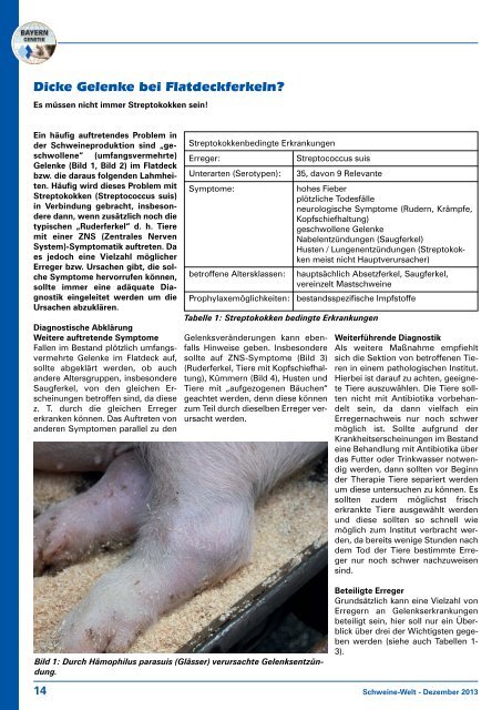 Schweine-Welt-2013-Dezember-web