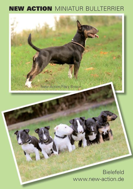 Bull Terrier Journal 2015