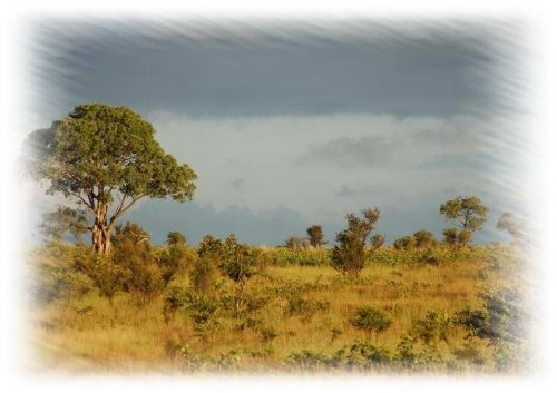 Idube Game Reserve   www.pearlsofafrica.de