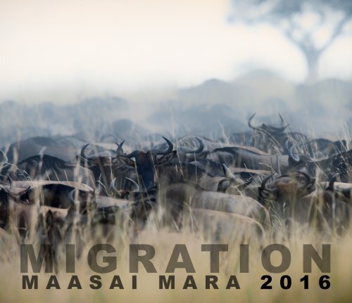 MIGRATION - Maasai Mara 2016