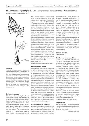 Anogramme à frondes minces – Hemionitidaceae