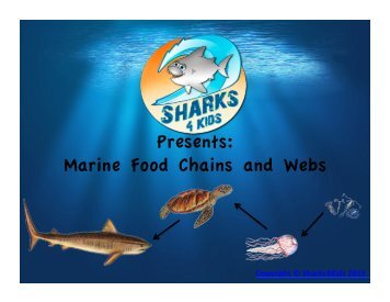 Marine Food Chains and Webs