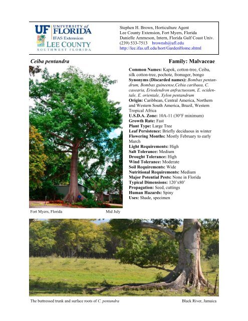 Ceiba pentandra Family: Malvaceae - Lee County Extension ...