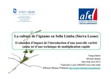 La culture de l'igname en Sella Limba (Sierra Leone) - Inter Aide