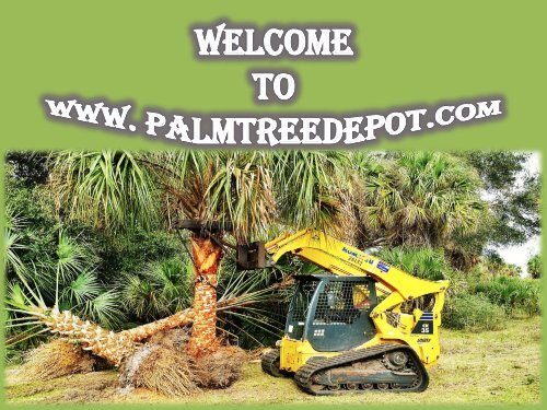 Sabal Palm Trees for Sale in South Carolina at Palm Tree Depot