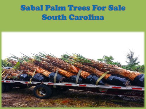 Sabal Palm Trees for Sale in South Carolina at Palm Tree Depot
