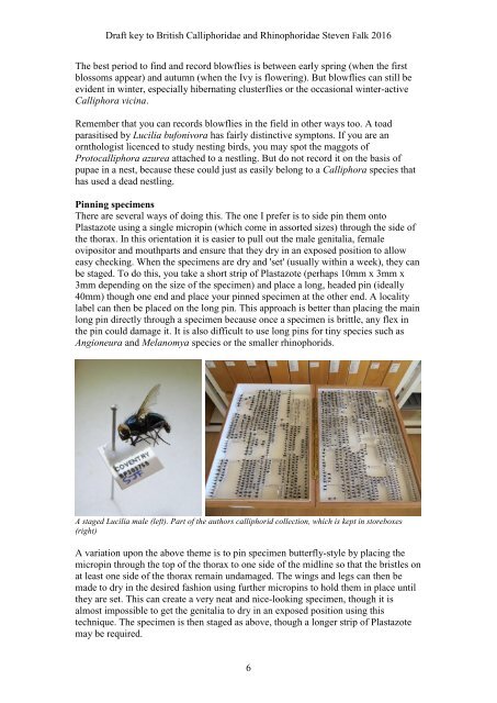 BRITISH BLOWFLIES (CALLIPHORIDAE) AND WOODLOUSE FLIES (RHINOPHORIDAE)