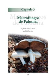 Macrofungos de Palotina