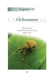 Os besouros