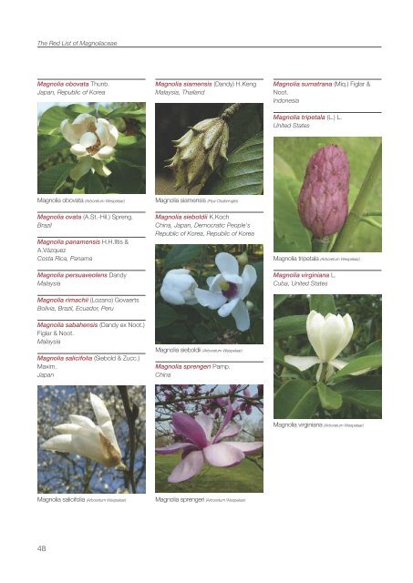 Magnoliaceae