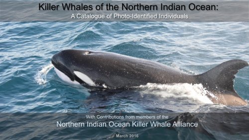 Killer Whales of the Northern Indian Ocean