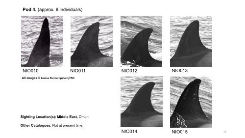 Killer Whales of the Northern Indian Ocean