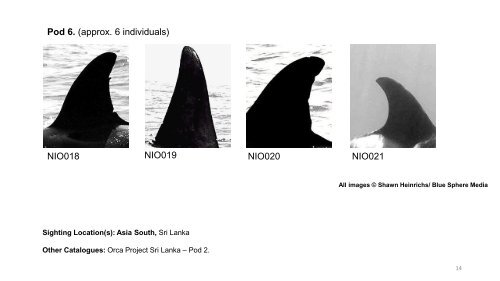 Killer Whales of the Northern Indian Ocean