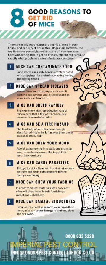 8 SENSIBLE REASONS WHY YOU SHOULD GET RID OF A MICE SITUATION IN YOUR HOME