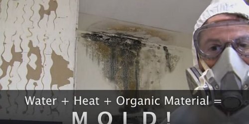 Removing Mold From Your Fort Lauderdale Home Or Business