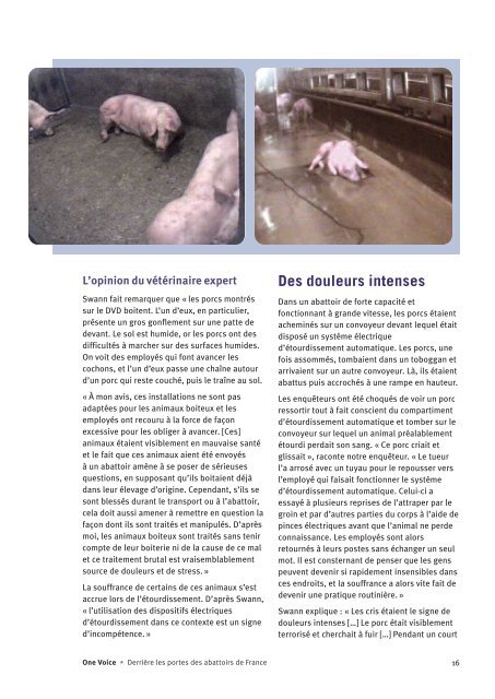 Derrière les portes des abattoirs de France