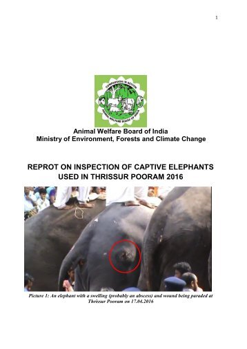 REPROT ON INSPECTION OF CAPTIVE ELEPHANTS USED IN THRISSUR POORAM 2016