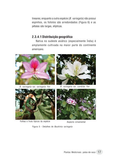 Plantas medicinais patas-de-vaca