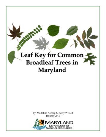 Leaf Key for Common Broadleaf Trees in Maryland