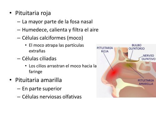 Pituitaria roja – L