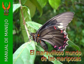 MARIPOSAS