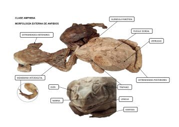 CLASE AMPHIBIA