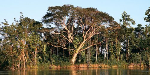 PAPUA 