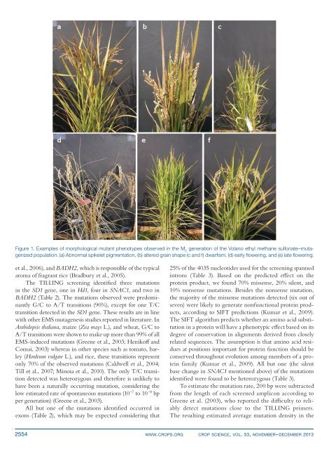 Casella et al. - 2013 - TILLING in European Rice Hunting Mutations for Cr
