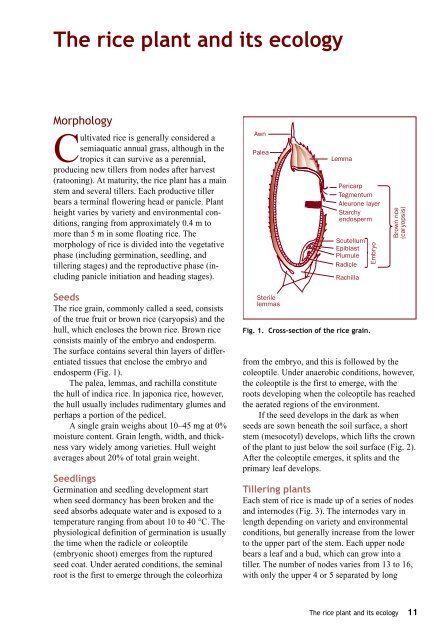 Maclean et al. - 2002 - Rice almanac source book for the most important e