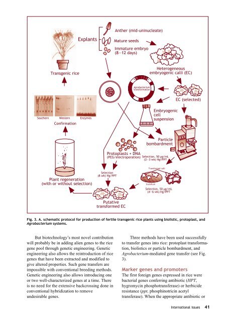 Maclean et al. - 2002 - Rice almanac source book for the most important e